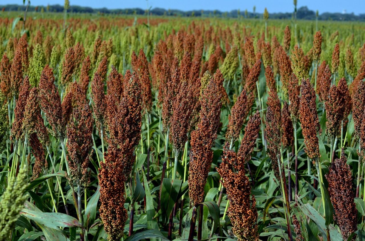 Temporaleros de Choix comienzan la siembra de sorgo y pastos ante la humedad que hay en la tierra