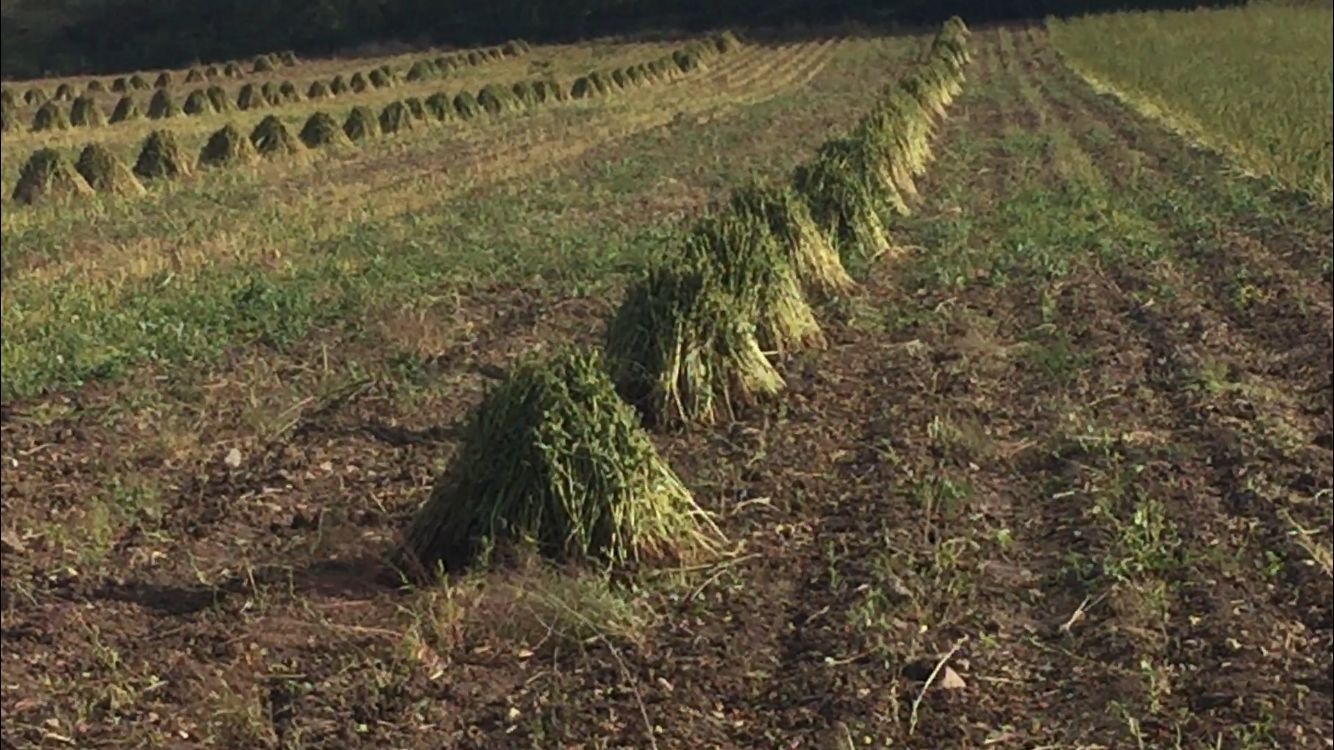 Aceleran cortes de ajonjolí productores, también aprietan el paso en los cacahuates: AARFN