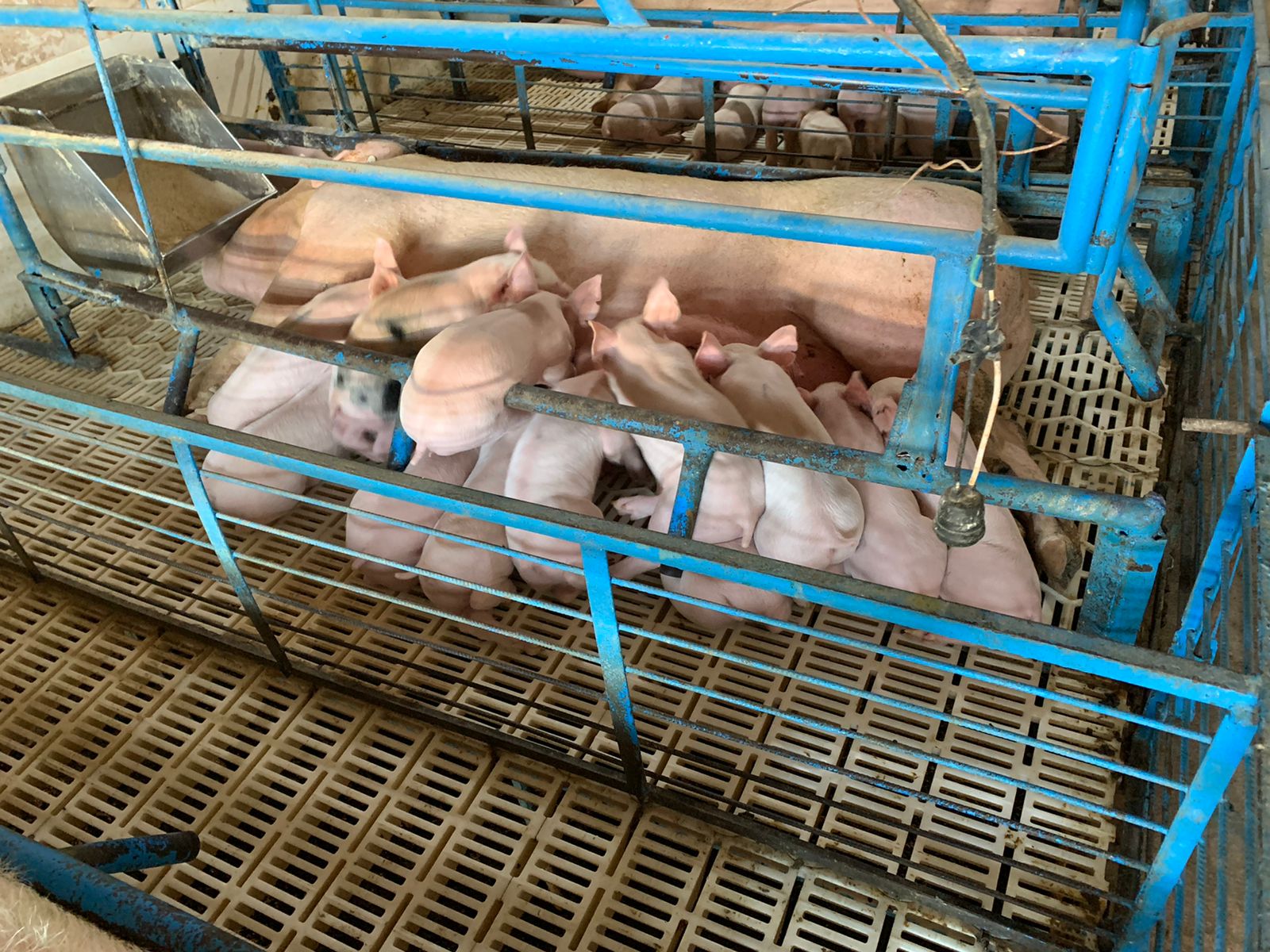 “Sí hay demanda de carne de puerco, pero no es tanta como en otros años”, dicen porcicultores de Ahome, Sinaloa