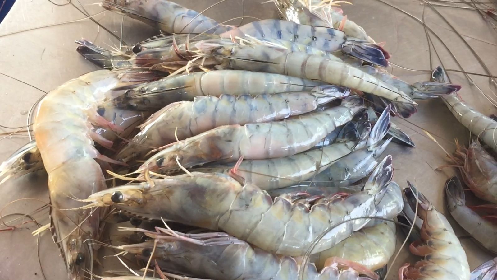 Destaca Sinaloa por sexto año consecutivo en producción de camarón de granja