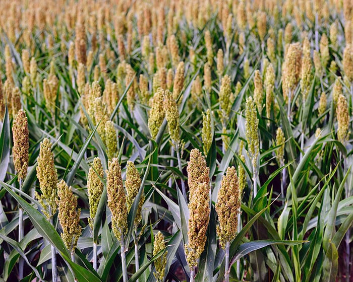 Preocupa a temporaleros la aparición de plagas una vez generalizadas las siembras de sorgo