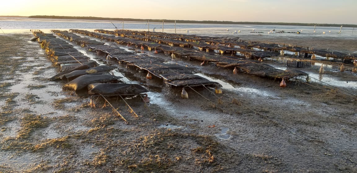 Ostioneros en Elota piden apoyo de Secretaría de Pesca y Acuicultura de Sinaloa; desconocen si tendrán apoyos