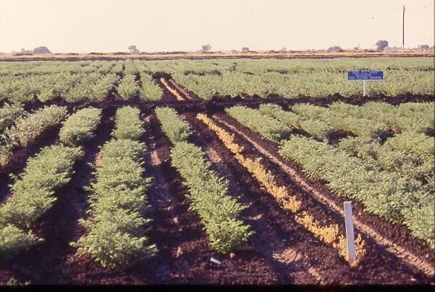 Un buen año para garbanceros, hasta 23 mil pesos por tonelada alcanza el producto
