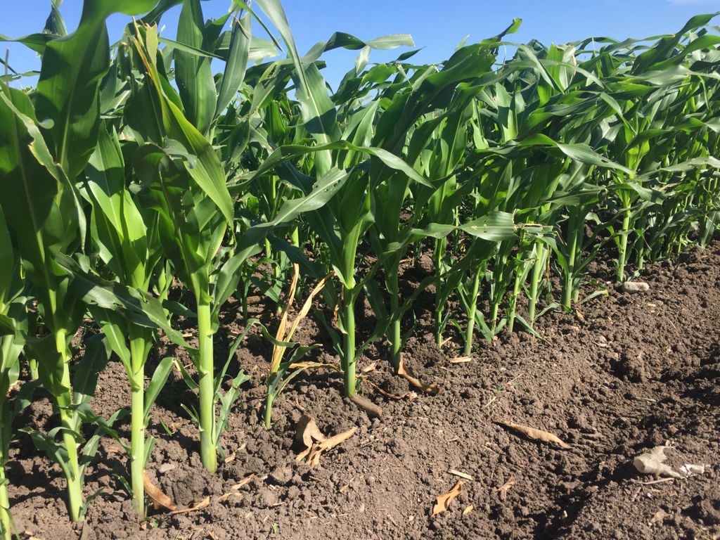 Sector Agrícola de Sinaloa pide lo fortalezcan y la situación de agua como prioridad para Julio Berdegué
