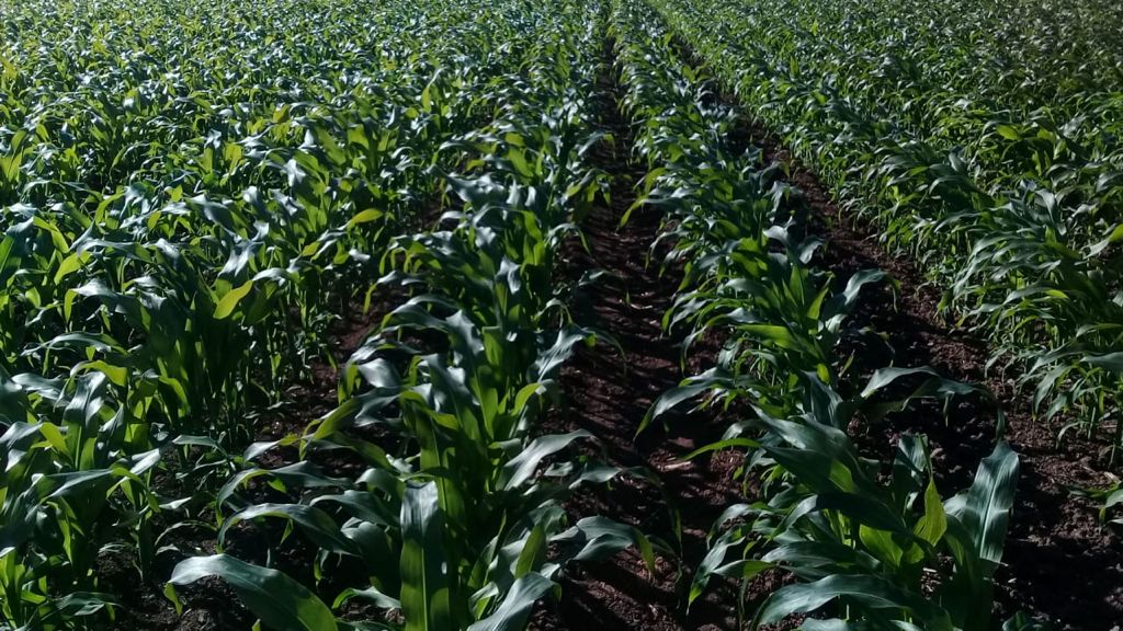 Aprovechan productores ganaderos de Escuinapa la humedad de las lluvias; emprenden siembras de sorgo forrajero