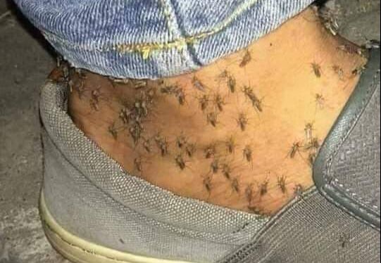 Los Mochis está plagada de mosquitos; estamos fumigando dos colonias diarias: Salud municipal