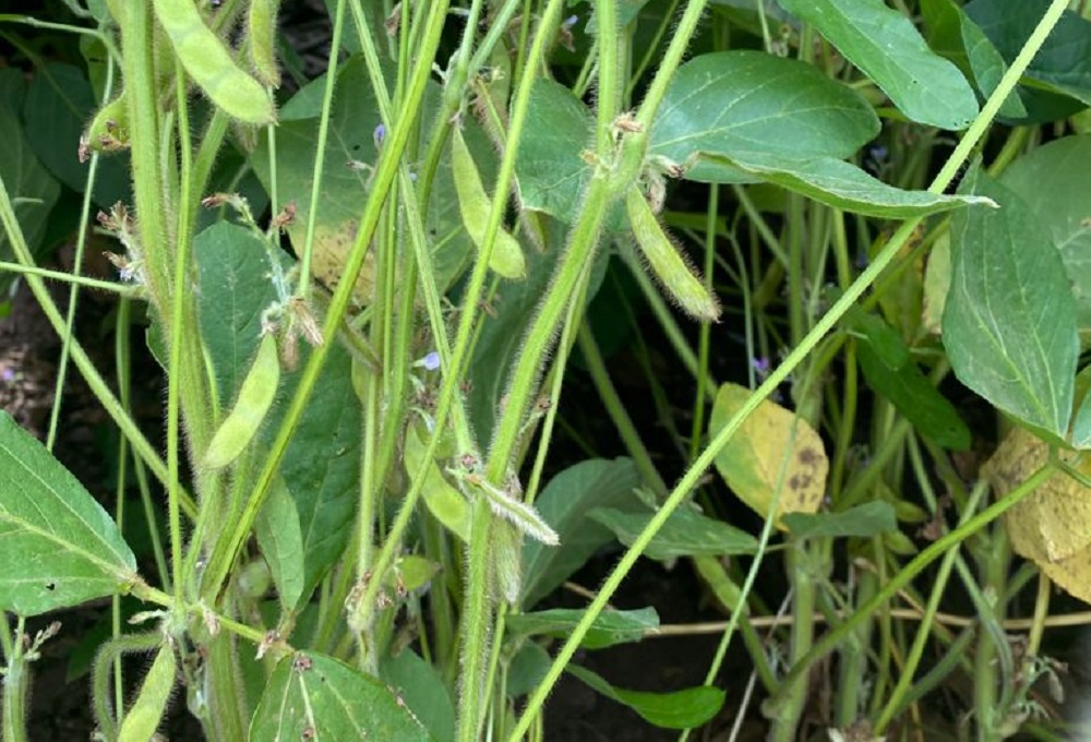 Plaga acaba con pastizales; ganaderos de Mazatlán tendrán que resembrar para alimentar a sus animales