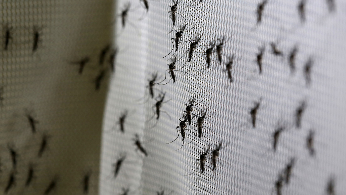 ¡Pican, pican los mosquitos…! Este producto los ahuyenta y dejarán de molestar
