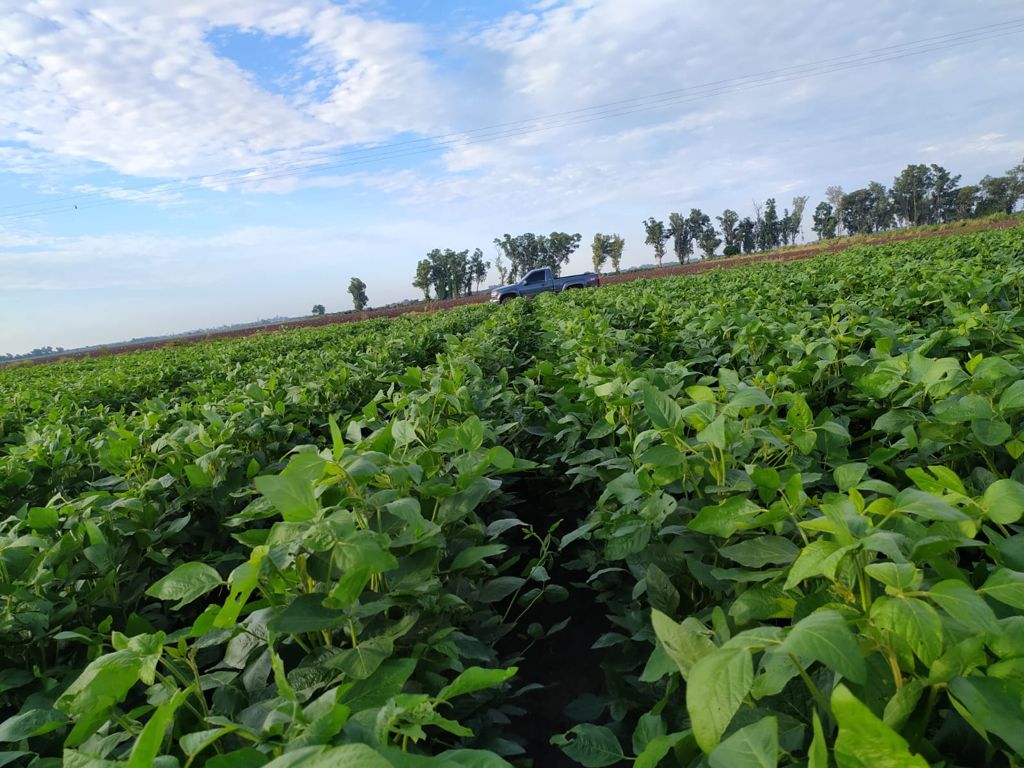 Productores de El Carrizo apuestan por soya y ajonjolí, pese a falta de lluvias los cultivos que van bien