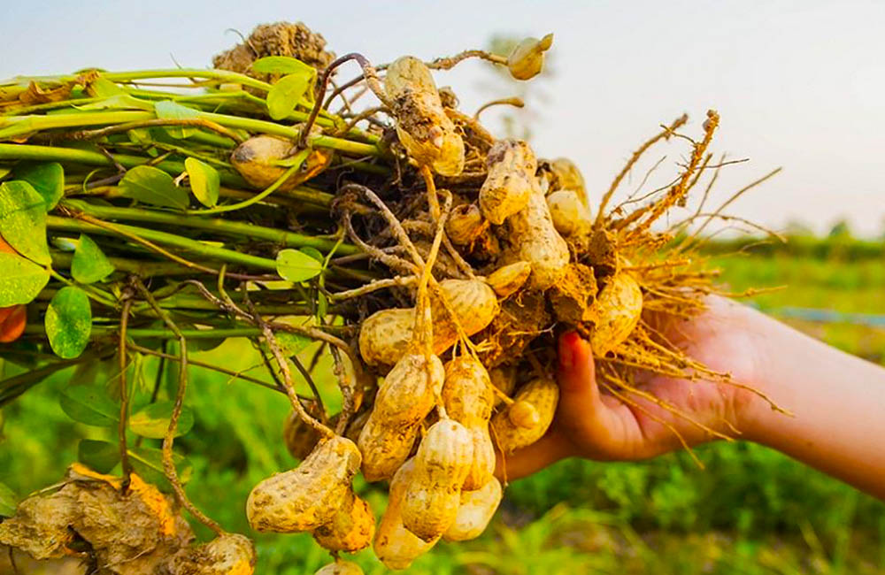 Sin alcanzar comercialización los cacahuates; temporaleros de Choix mantienen desespero