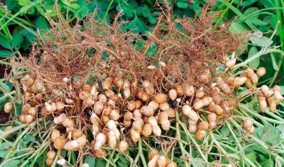 Lluvias favorecen al cacahuate en Mocorito; esperan cosechas de hasta 1.5 toneladas por hectárea