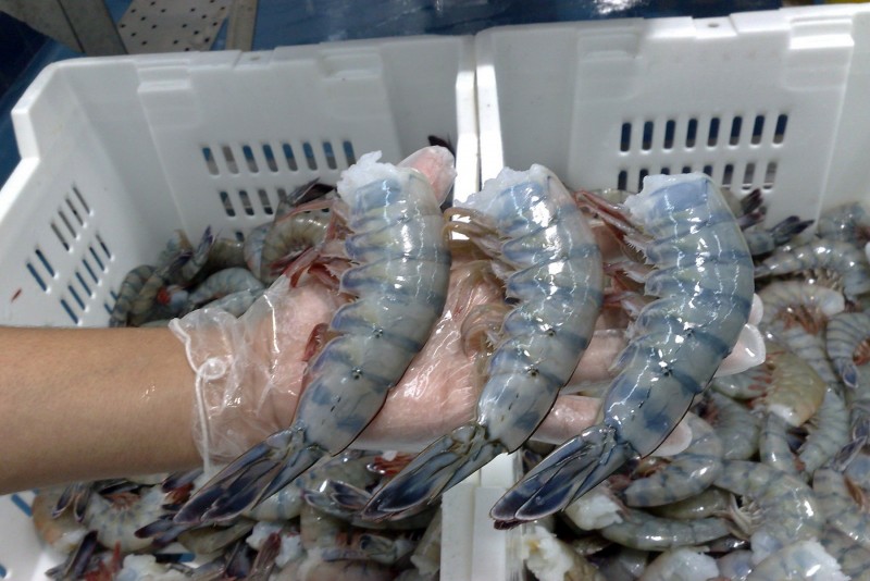 Sufre camarón mexicano la baja de precios frente a competencia desleal; productores sufren esta situación