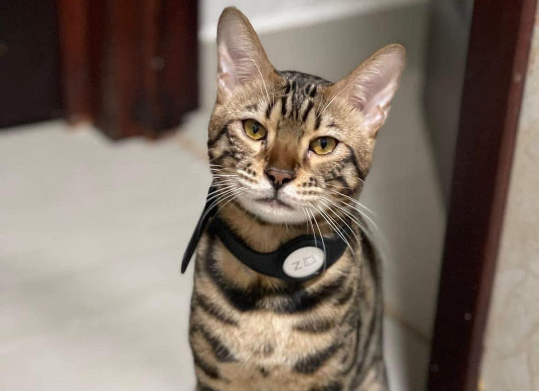 Localizan a ‘Zeus’ el gato Bengalí extraviado en Culiacán por el que ofrecían 30 mil pesos de recompensa