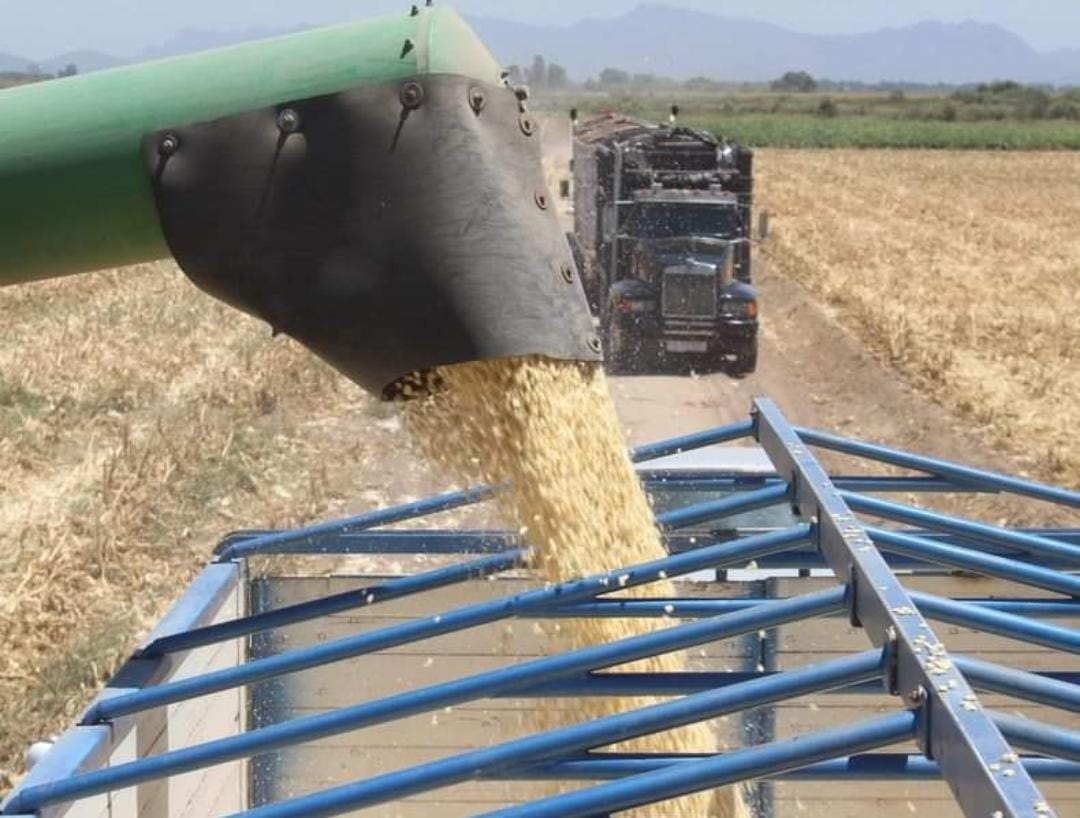 Productores de maíz en Sinaloa no ven más precios a favor del grano, y no queda de otra más que confiar: CAADES