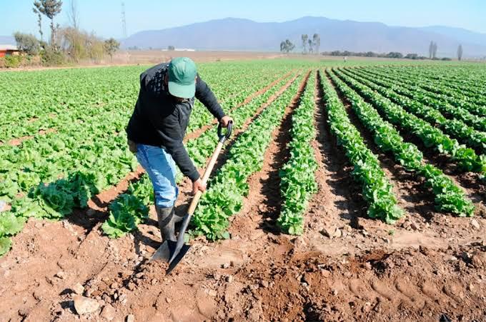 Necesario que productores garanticen el aseguramiento de sus cultivos y evitar más afectaciones