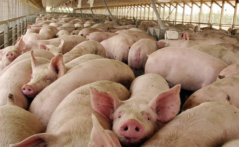 Se mantiene producción de carne de cerdo; registran 16 mil a 18 mil animales mensuales: Porcicultores