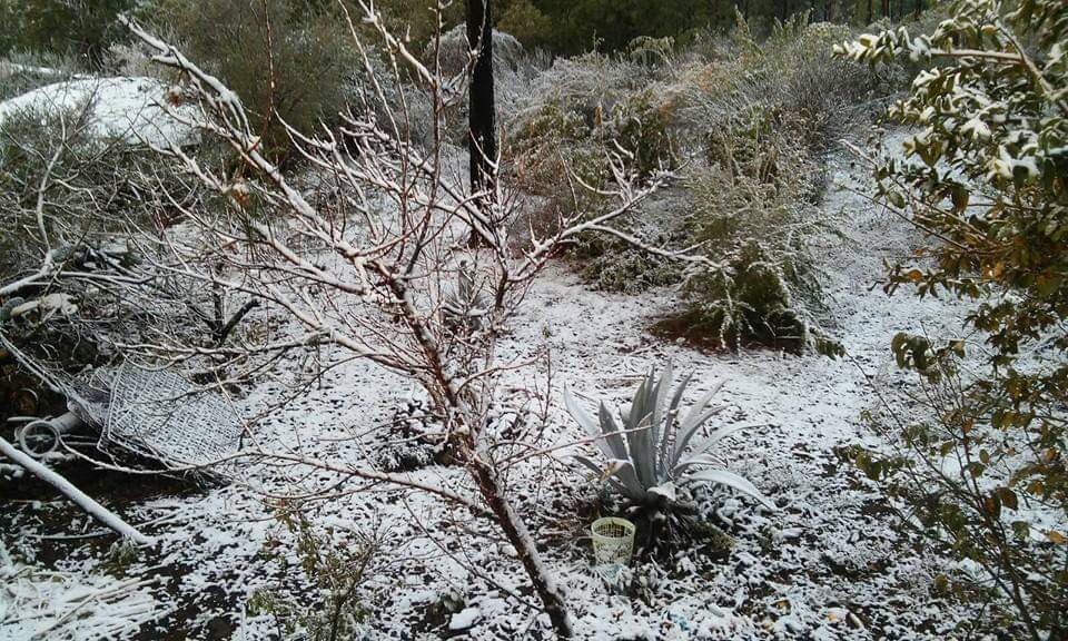 ¡Arrópese! Frente frío No.26 causará heladas al amanecer en la sierra de Sinaloa