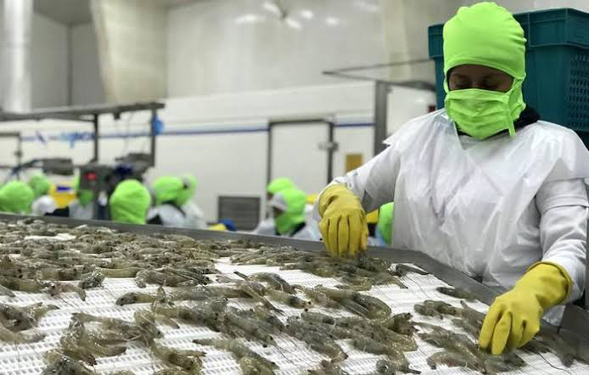 La exportación de camarón en Sinaloa no da en estos momentos, afecta la cadena productiva