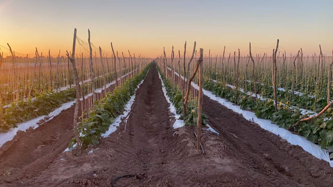 Productores de hortalizas en el valle de El Carrizo arrancan sus labores; mantienen reservas sobre superficie