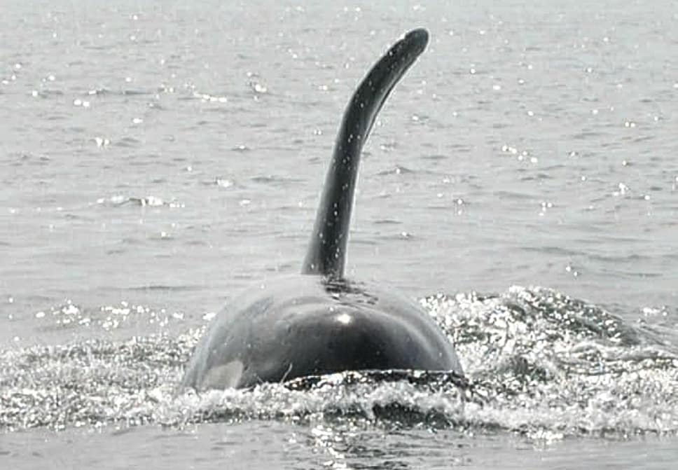 En los últimos años ha sido más común ver ballenas y orcas frente a costas sinaloenses: pescadores