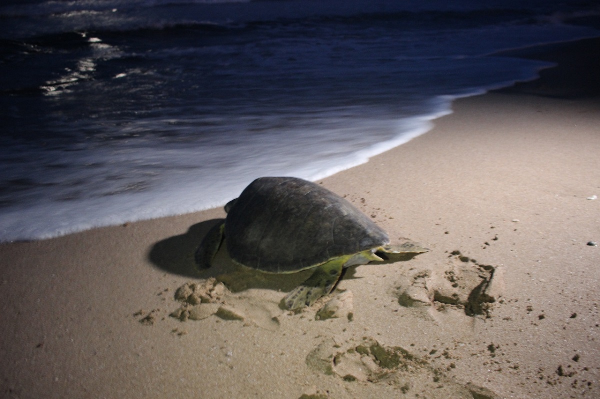 Sequía ha cosido huevos de tortuga en la arena: disminuyen anidamientos en Mazatlán debido al calor