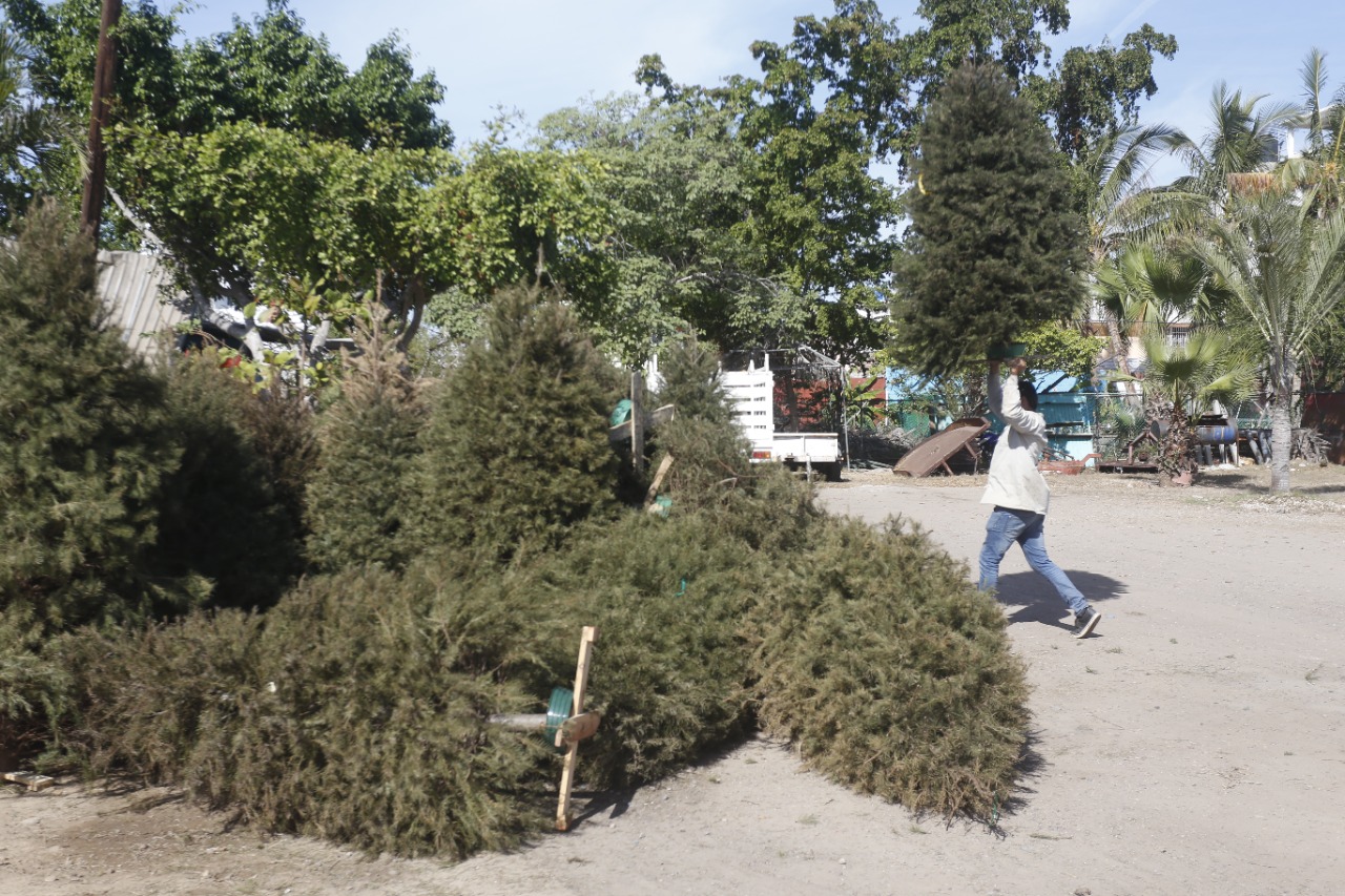 ¡No los quemes! Llama al Ayuntamiento a llevar árboles de Navidad a centros de acopio en Culiacán