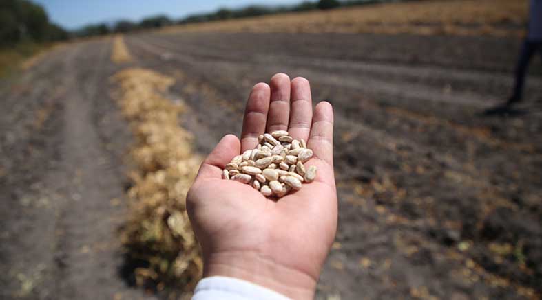 Agricultores aprovechan humedad de sus tierras y van por el cultivo de frijol: AARFS