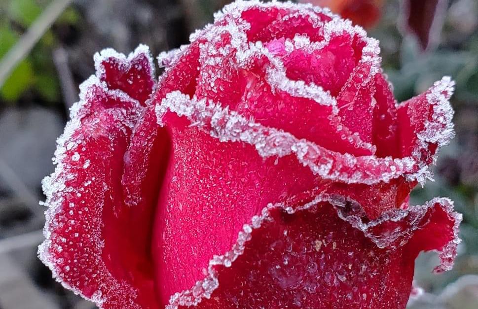 Frío quema sembradíos de flores y el precio se va hasta las nubes: Floristas