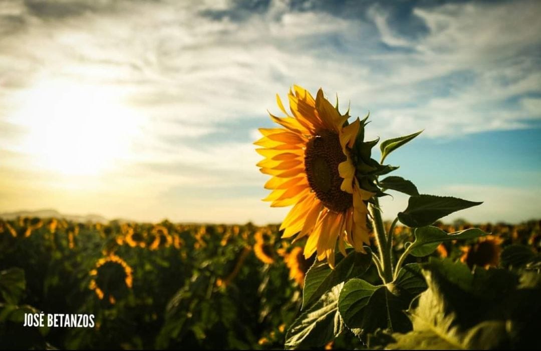 Adiós a los girasoles de Mocorito, este martes cierran el campo, pero superan la expectativa de visitantes
