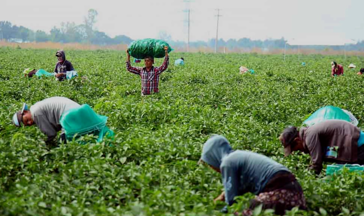 Agroexportadores y horticultores somos ajenos a la situación de rehenes y esclavitud de mano de obra: Caades