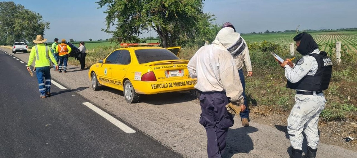 Trabajador de un campo agrícola pierde la vida tras ser picado por abejas, en el Valle del Carrizo, Ahome
