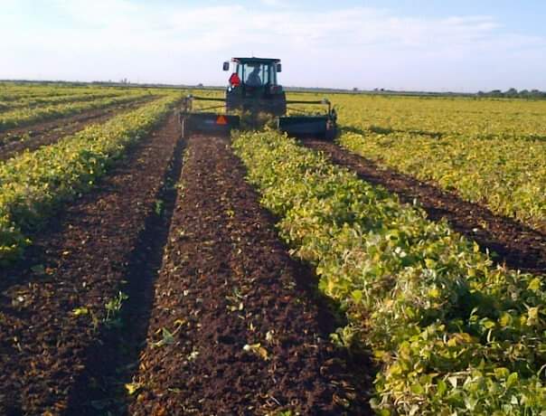 Primeras cosechas de frijol tuvieron bajo rendimiento; prevén llegar hasta las 2 toneladas por hectárea: CNC
