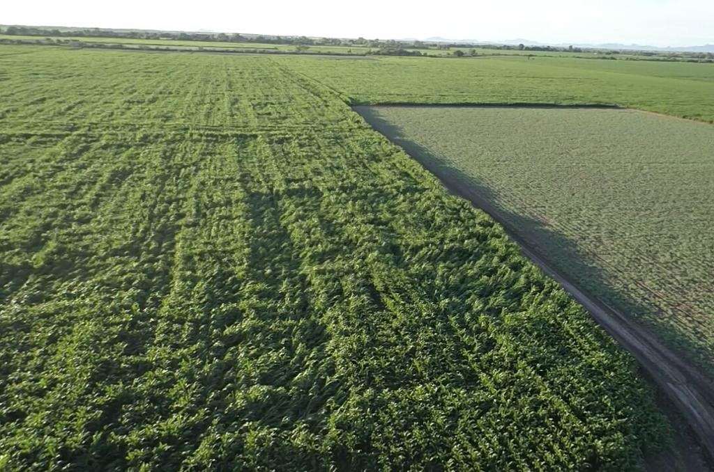 Descenso en temperaturas no ha afectado la agricultura sinaloense