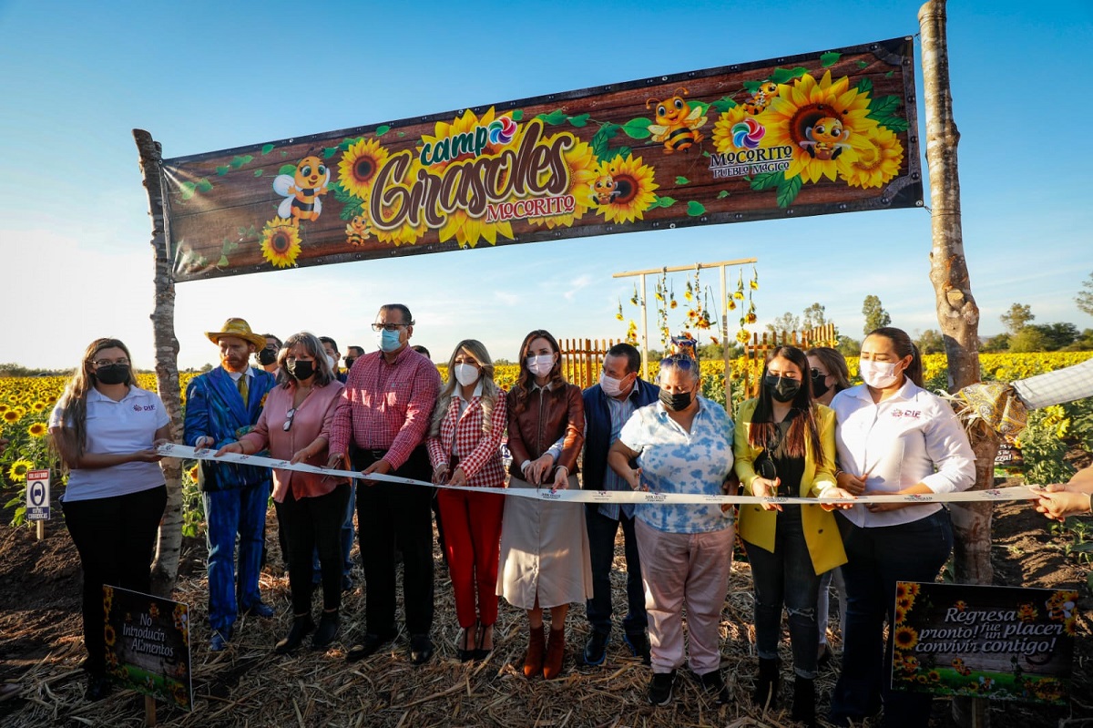Abren el campo de girasoles en Mocorito
