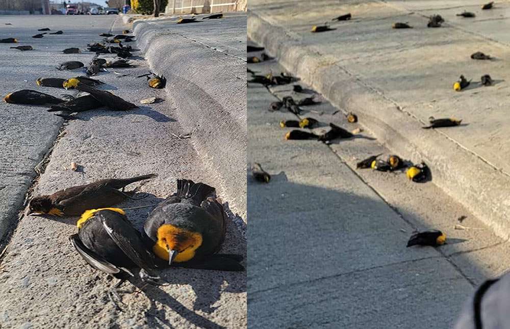 Video: Sin razón aparente se desploman y mueren un centenar de aves al mismo tiempo en Chihuahua