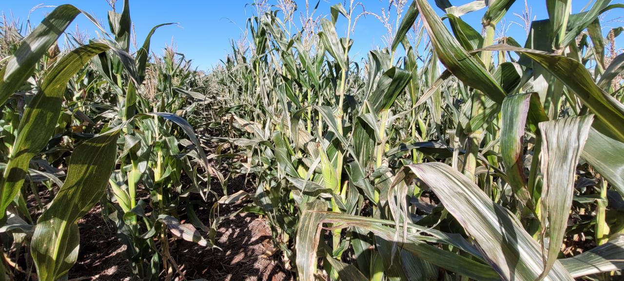 A 11 años de la helada que azotó Guasave, se esperan bajas temperaturas este viernes