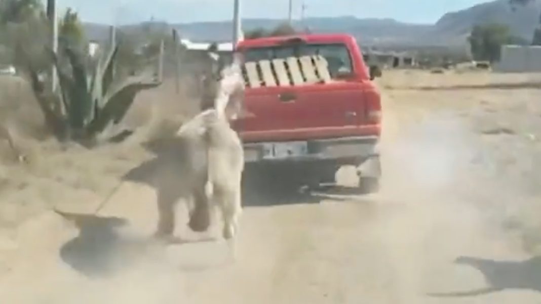 Burrito rescatado en Hidalgo, tras ser arrastrado por una camioneta, arribará al Santuario OSTOK: Arturo Islas