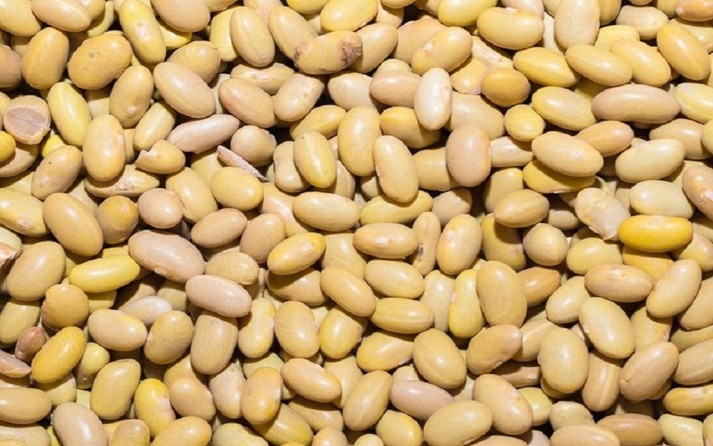 A la baja los precios del frijol en sus distintas variedades; productores cuidan sus cosechas