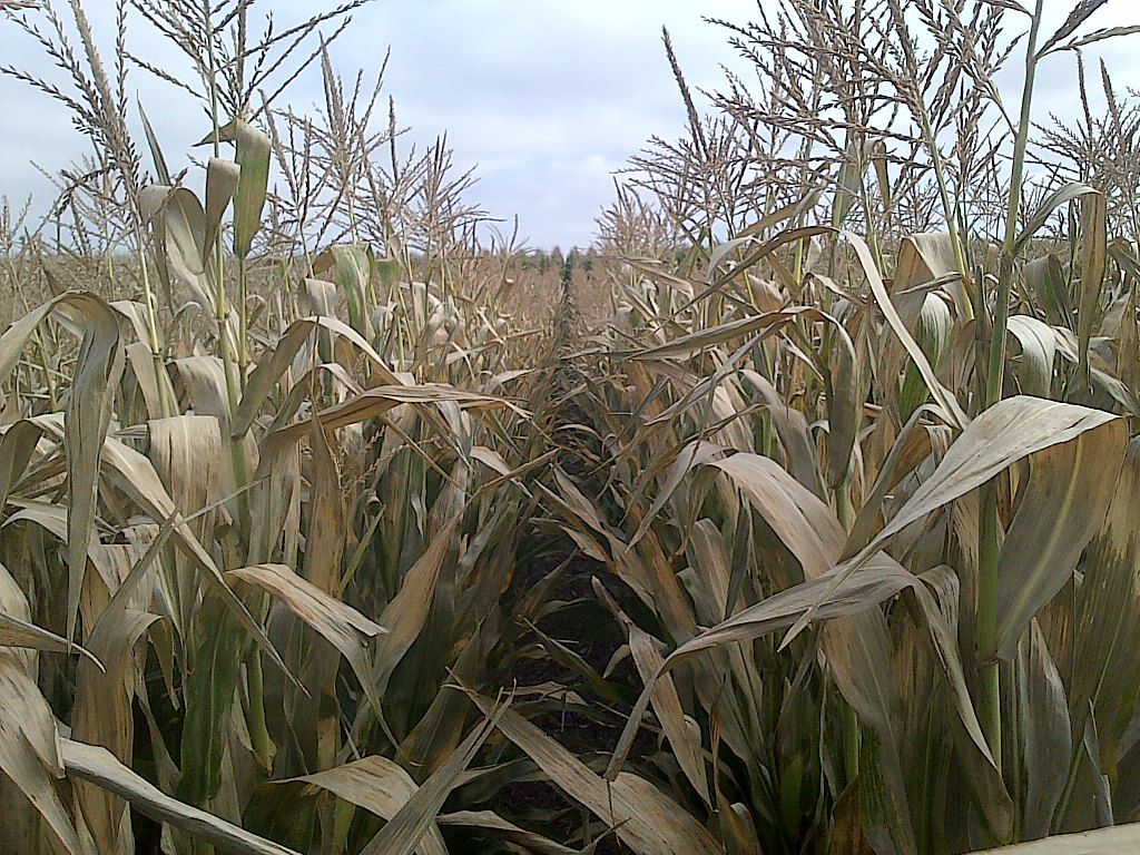 Buscará Rocha asegurar el campo sinaloense ante posibilidad de heladas