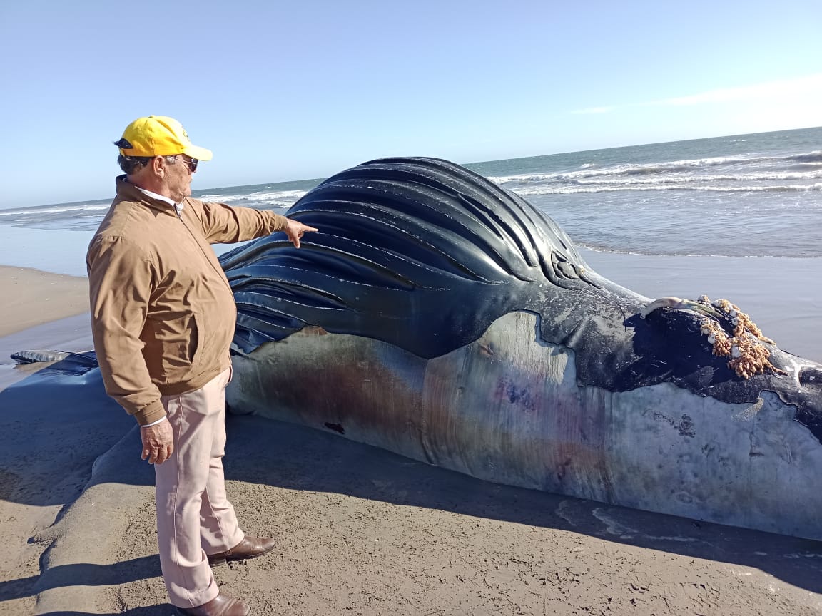 Localizan una ballena sin vida en la Isla Macapule, en Guasave
