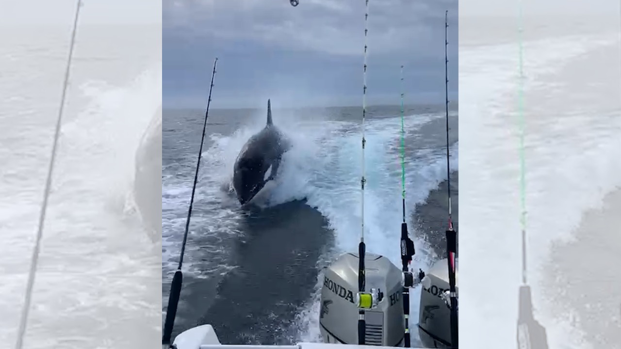 Orca persigue a embarcación deportiva tripulada por jóvenes frente a El Maviri en Ahome
