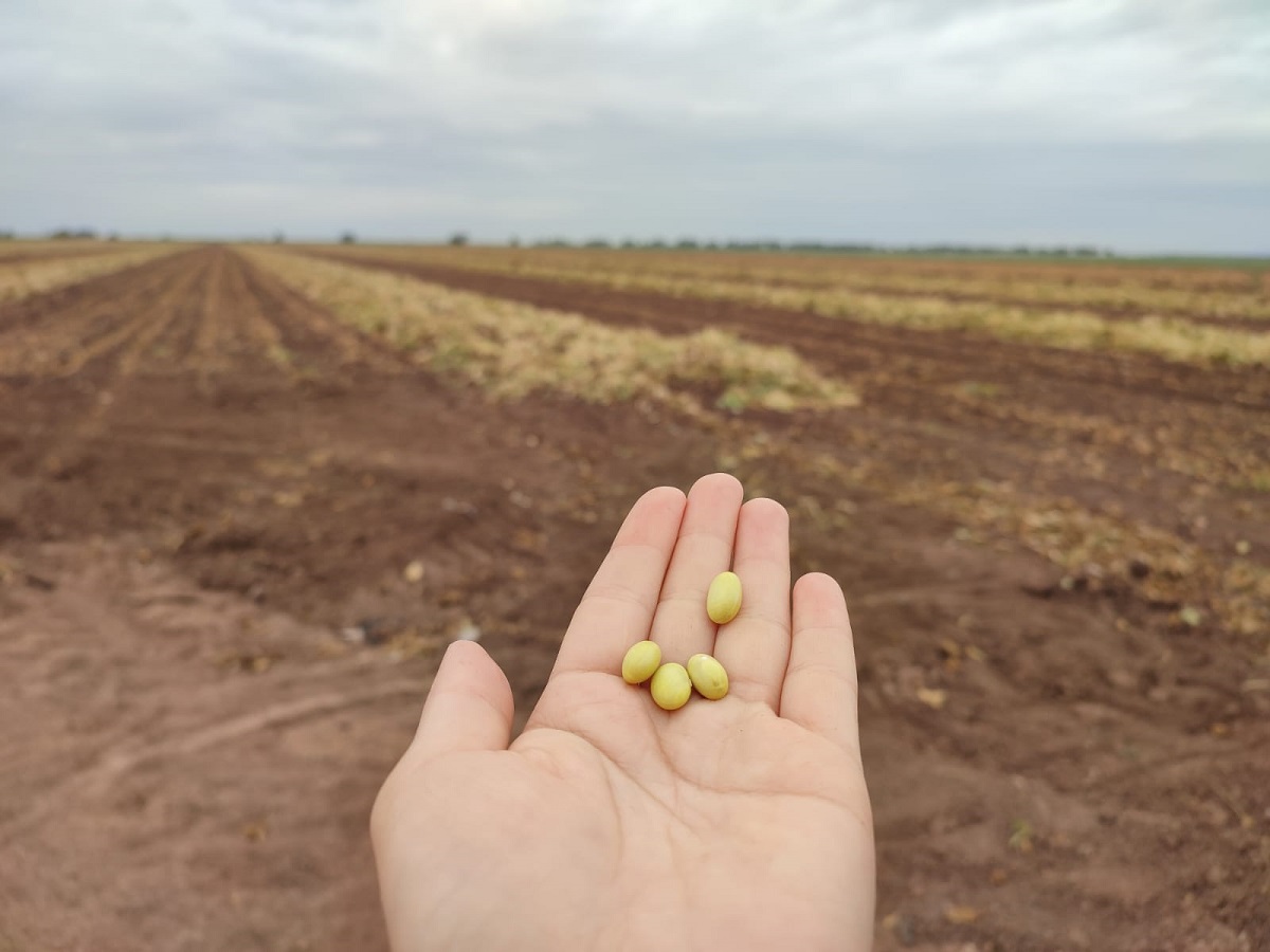 Productores de frijol requieren al Gobierno planeación del proceso de comercialización y evitar más problemas