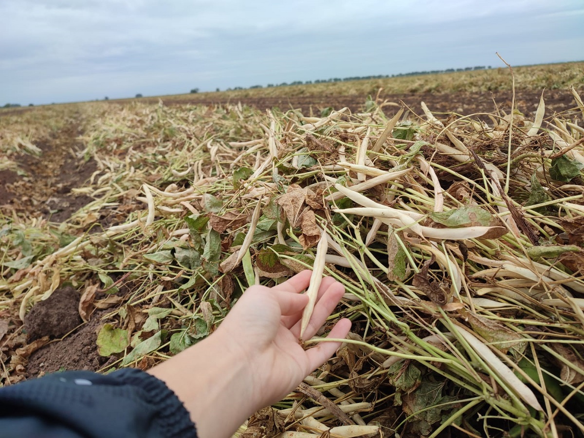 Apuesta de siembras por falta de agua es el frijol, pero riesgos están en comercialización: Productores