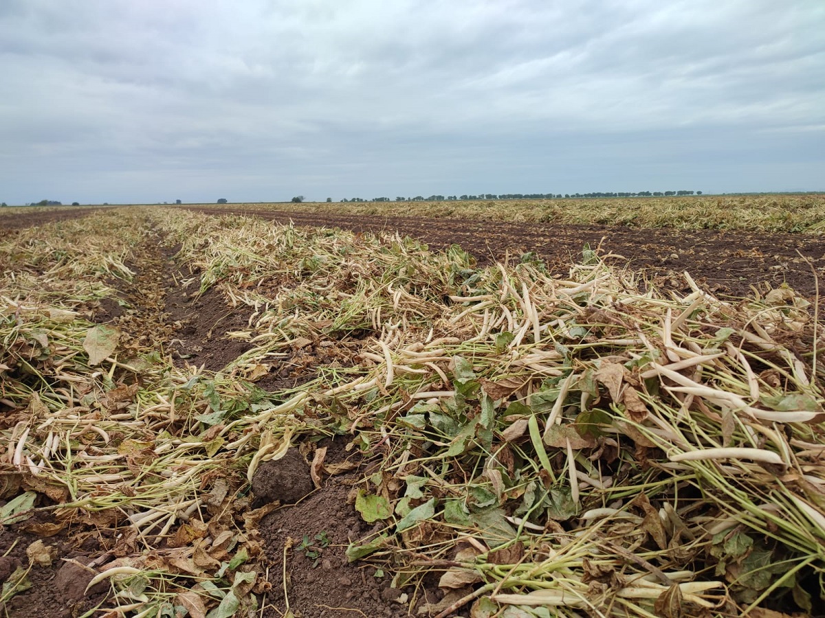 Se paraliza labor en el campo de San Ignacio, sin lluvias no pueden echar semilla ni realizar labores