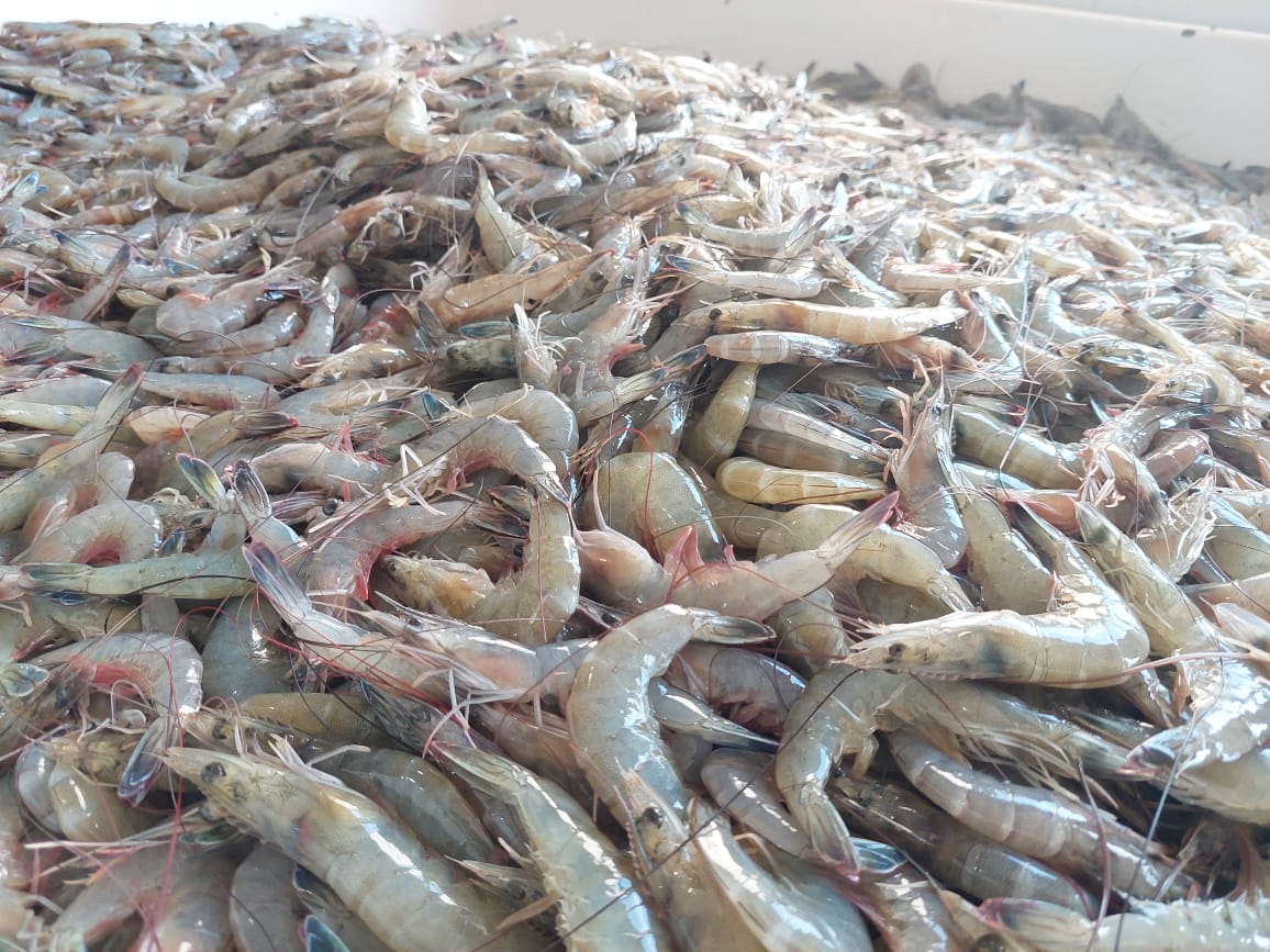 Bienvenida la veda de camarón, a esperar que se respete para que la siguiente sea una buena temporada: pescadores