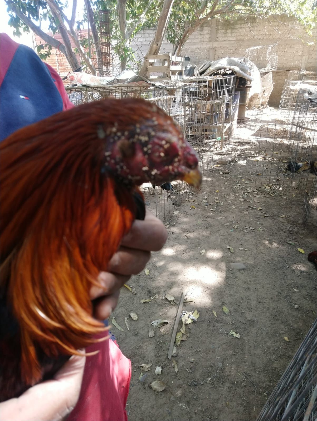 ¡Ni el giro ni el colorado pudieron con ellas! Abejas matan a 38 gallos de pelea en Guasave; un tlacuache fue el responsable