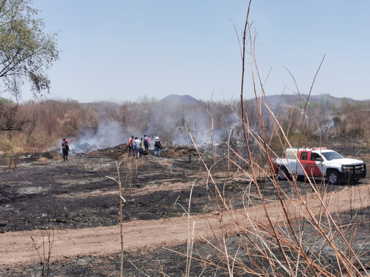 Diputada alerta sobre el incremento de incendios forestales en Sinaloa