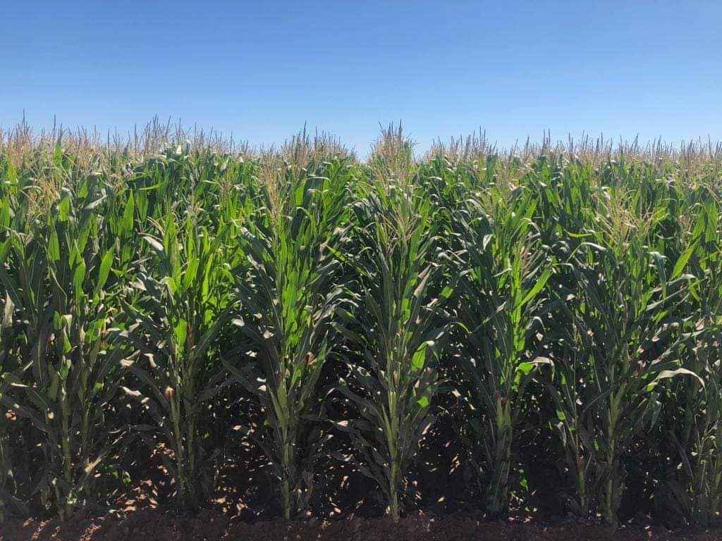 Desciende hasta 4.4° en el Valle del Carrizo; productores ‘tiemblan’ de miedo por posibles daños  a sus cultivos