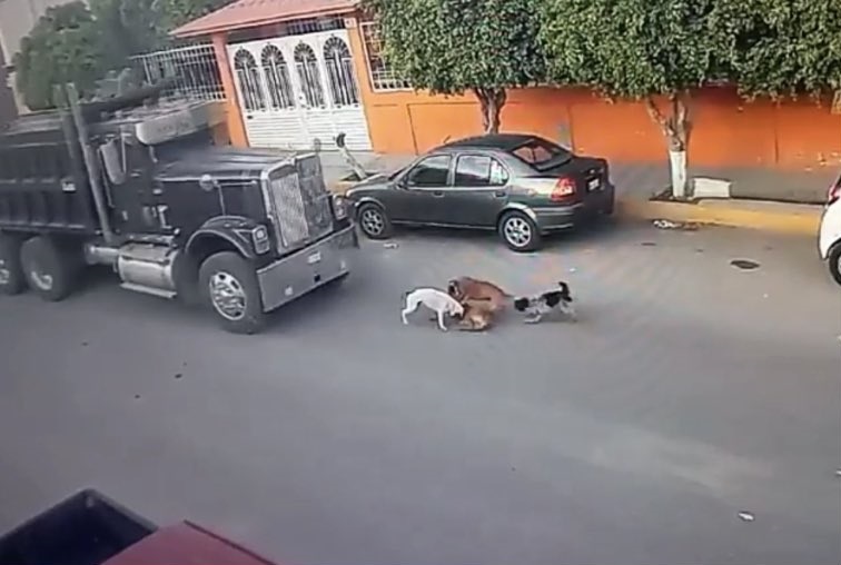 Video: Conductor de ‘torton’ atropella a perritos ‘sin remordimiento’; usuarios en redes exigen justicia