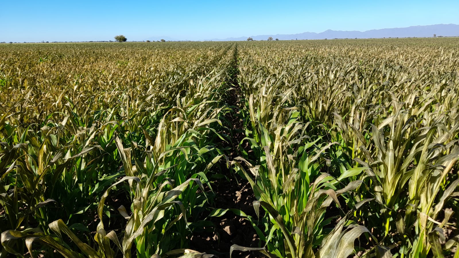 La JLSV de El Carrizo busca que Ecología municipal fomente la concientización entre productores